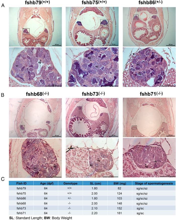 Figure 12.