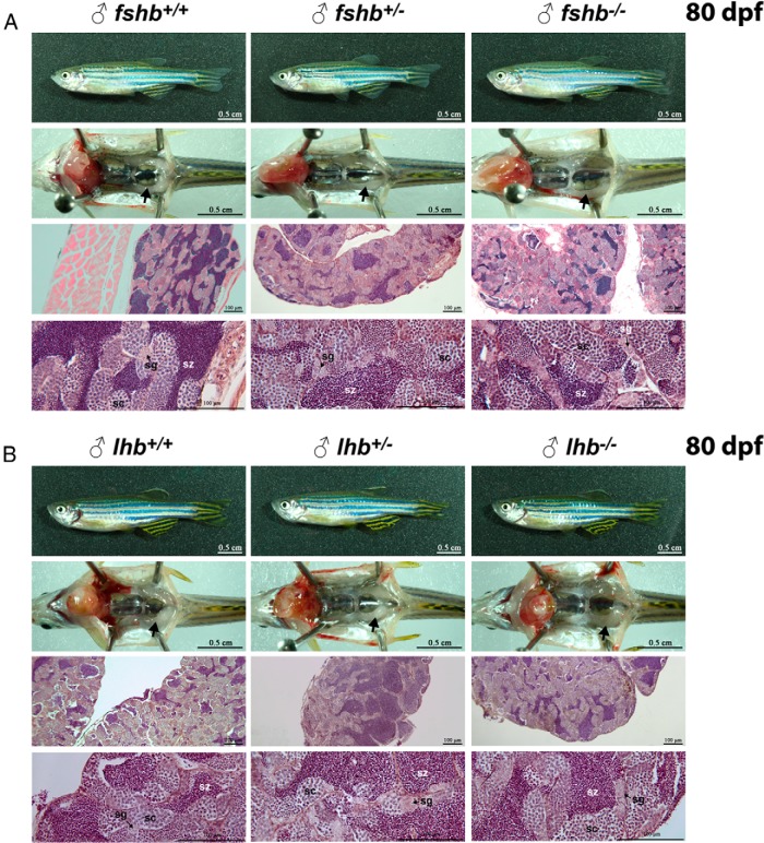 Figure 11.