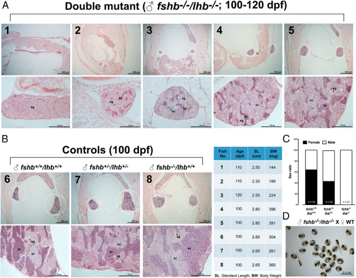 Figure 17.