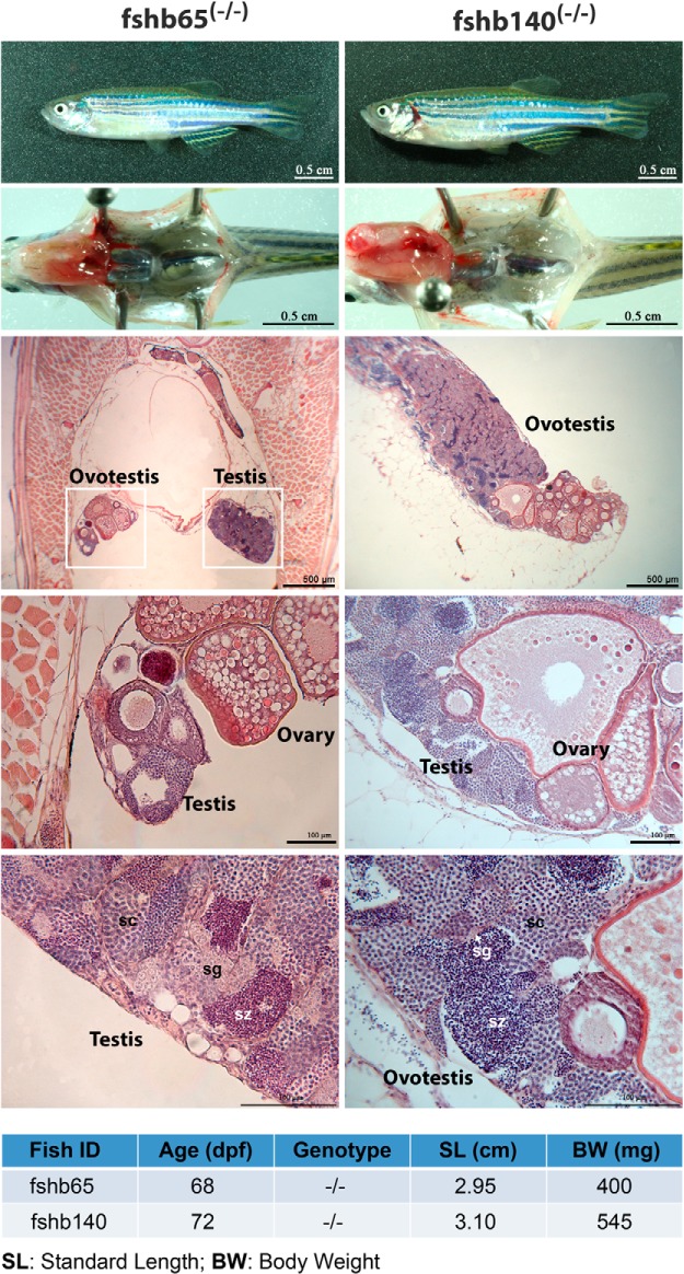 Figure 14.