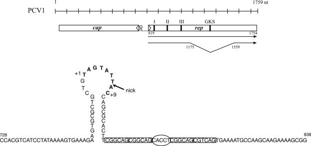 FIG. 1.