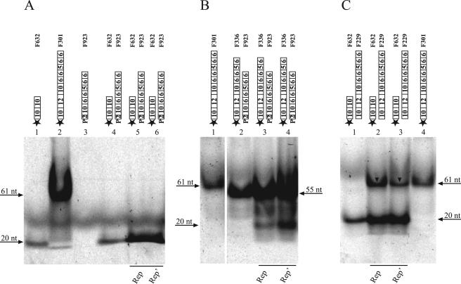 FIG. 8.