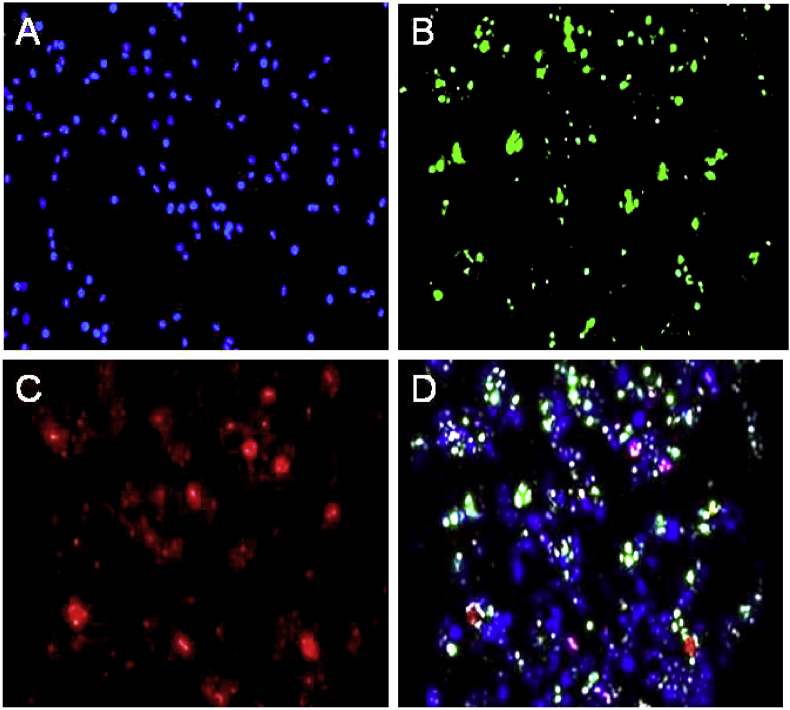 Figure 4