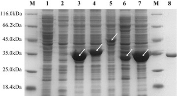 Fig. 3