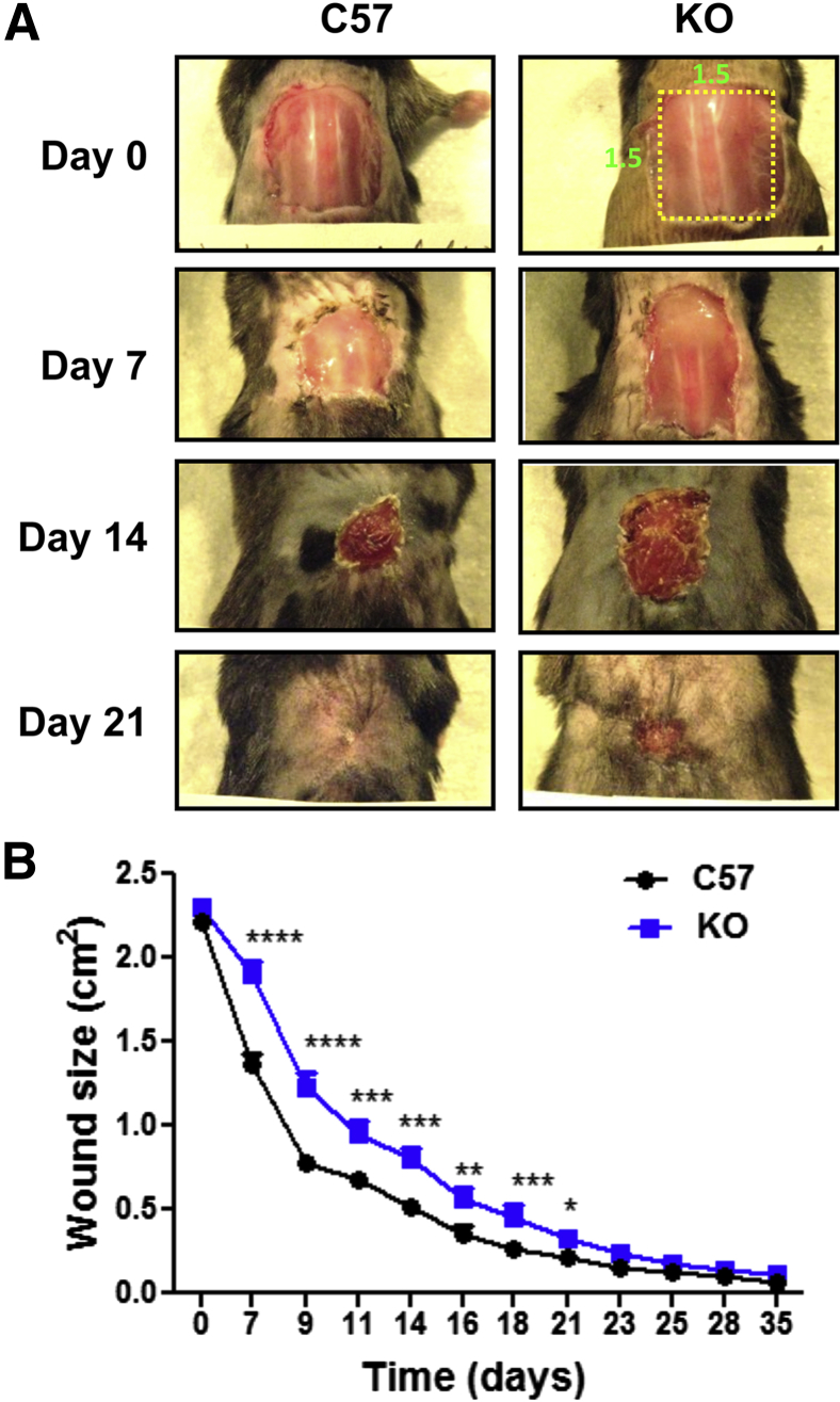 Figure 4