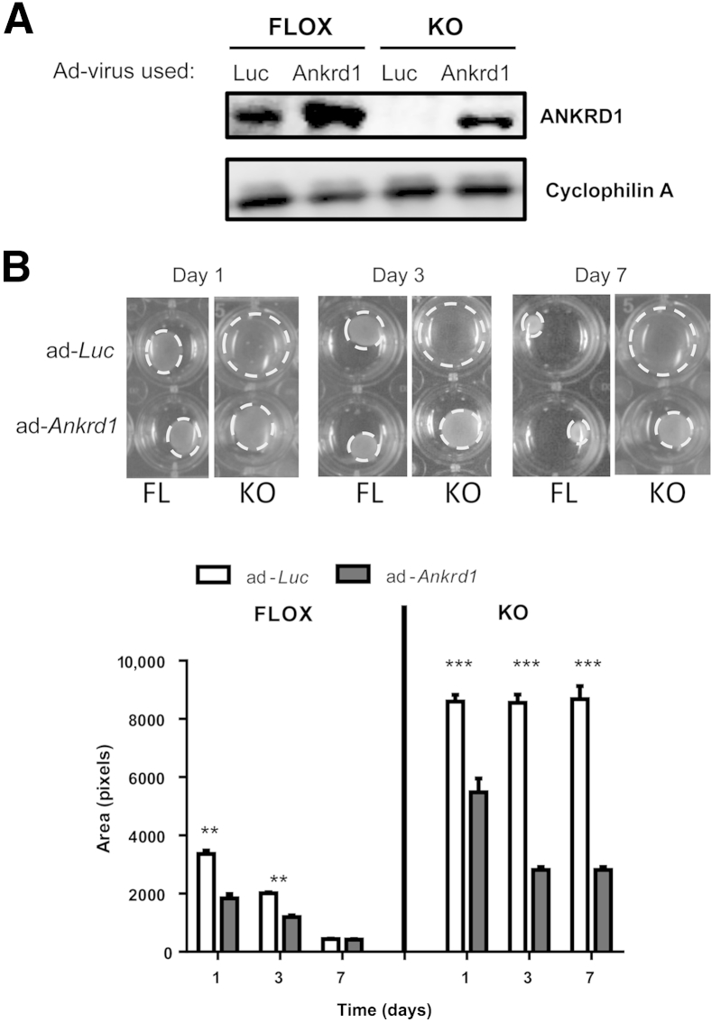 Figure 9