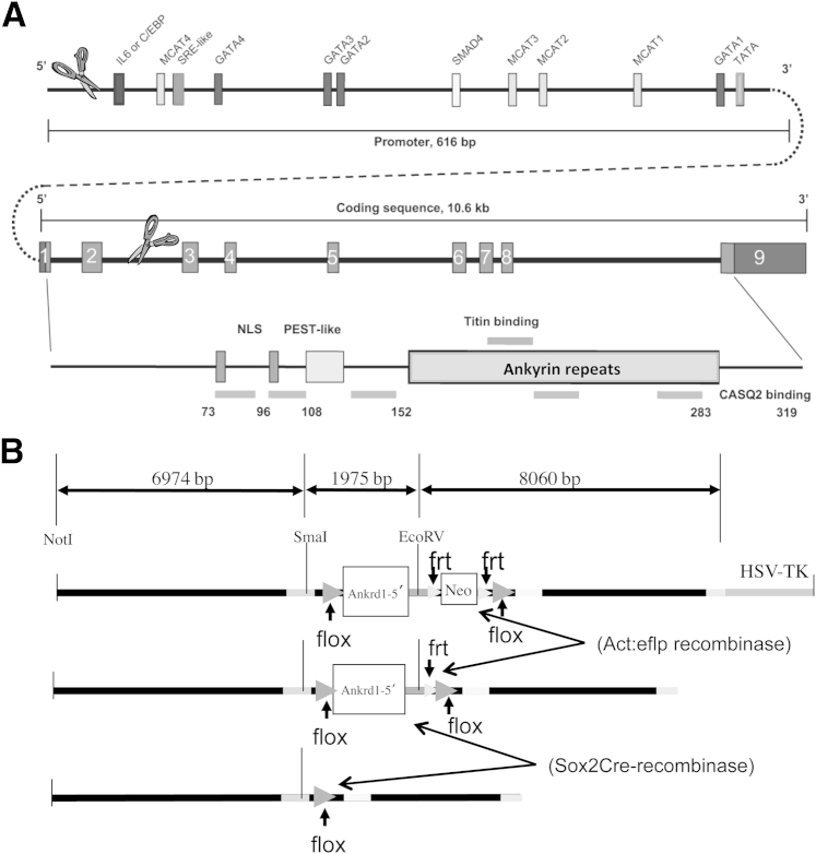 Figure 1