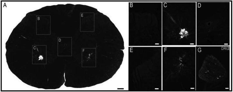 Figure 10.