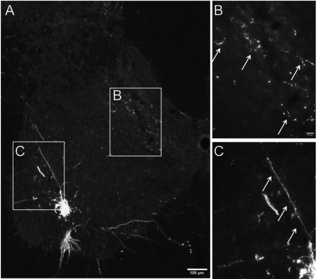 Figure 2.