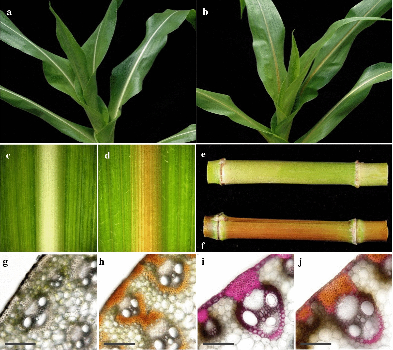Fig. 1