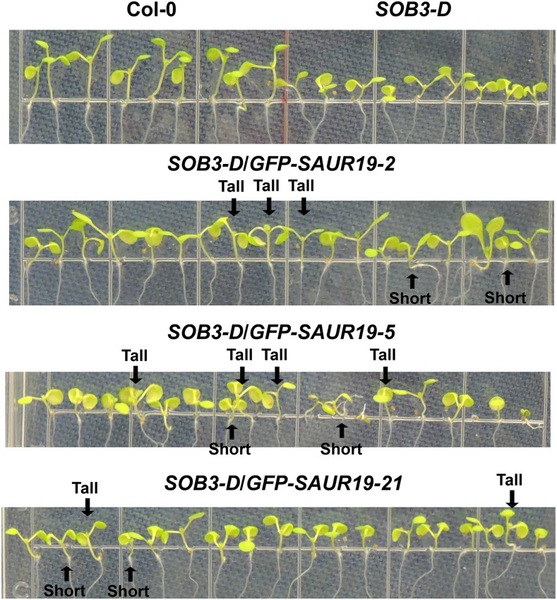 Figure 3.