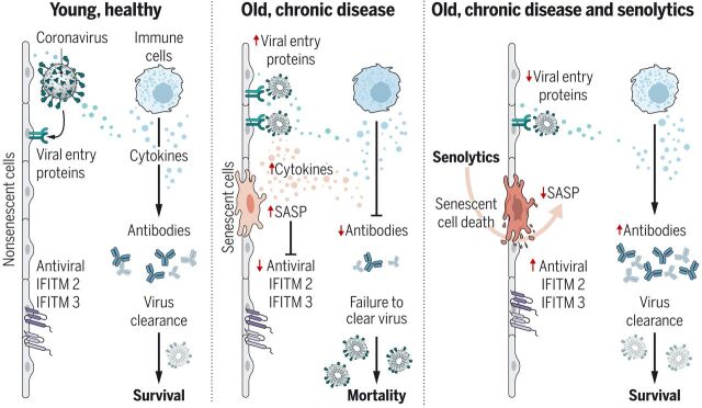 SnCs that accumulate with age or chronic disease react to PAMPs such as SARS-CoV-2 S1 by amplifying the SASP, which increases viral entry protein expression and decreases viral defense IFITMs in normal cells.