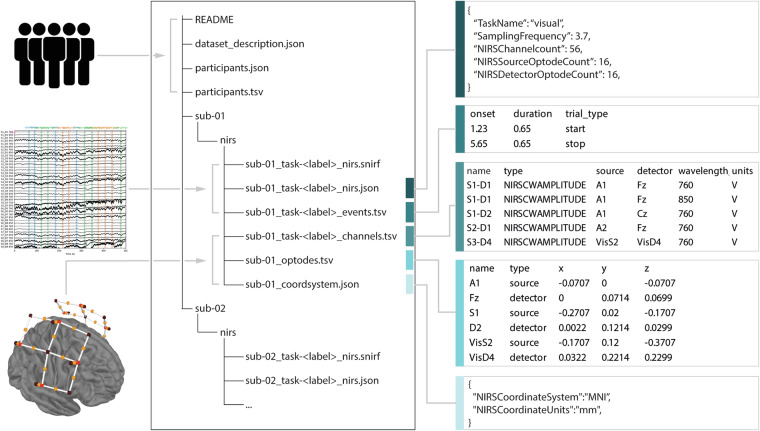NIRS-BIDS: Brain Imaging Data Structure Extended to Near-Infrared ...