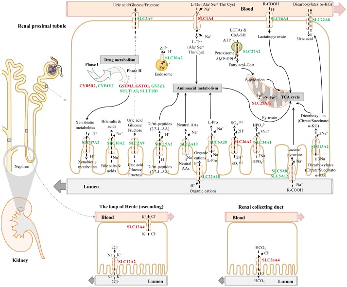 Figure 19