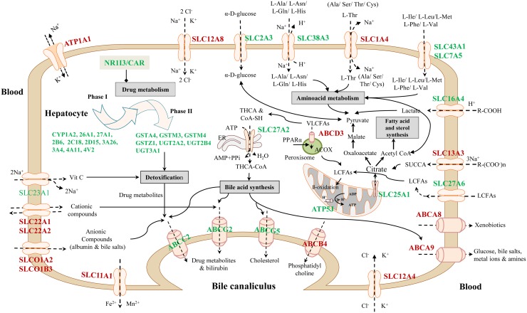 Figure 18