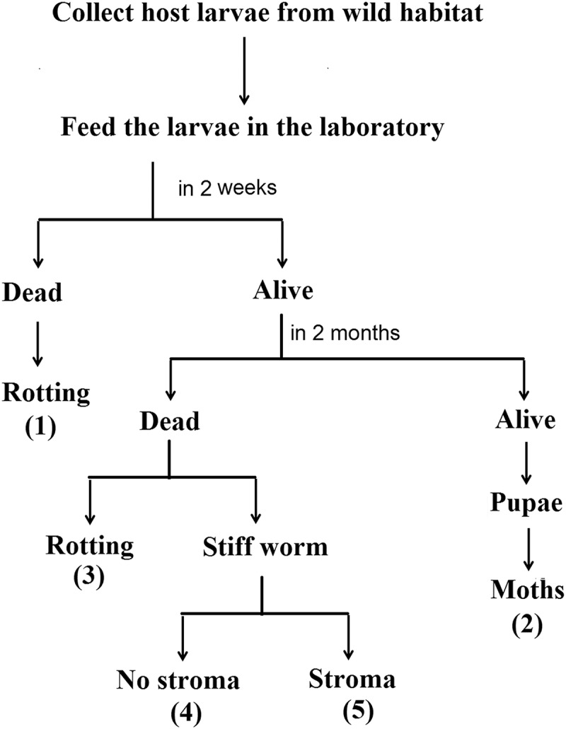 Fig 1