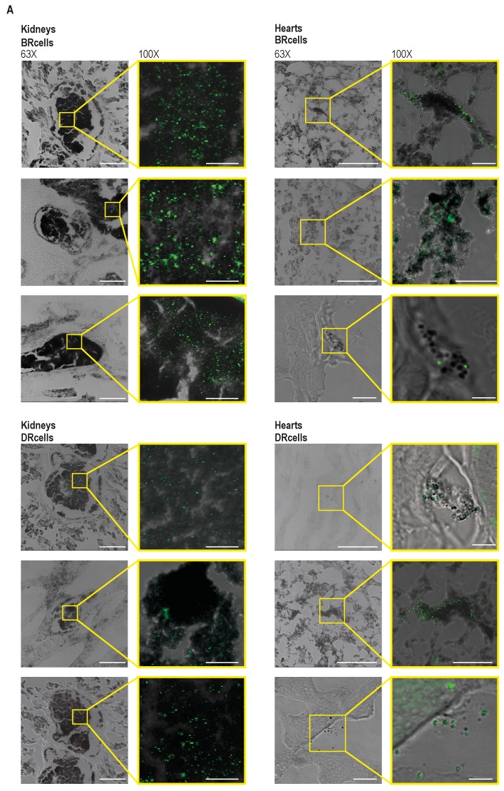 Figure 7—figure supplement 2.