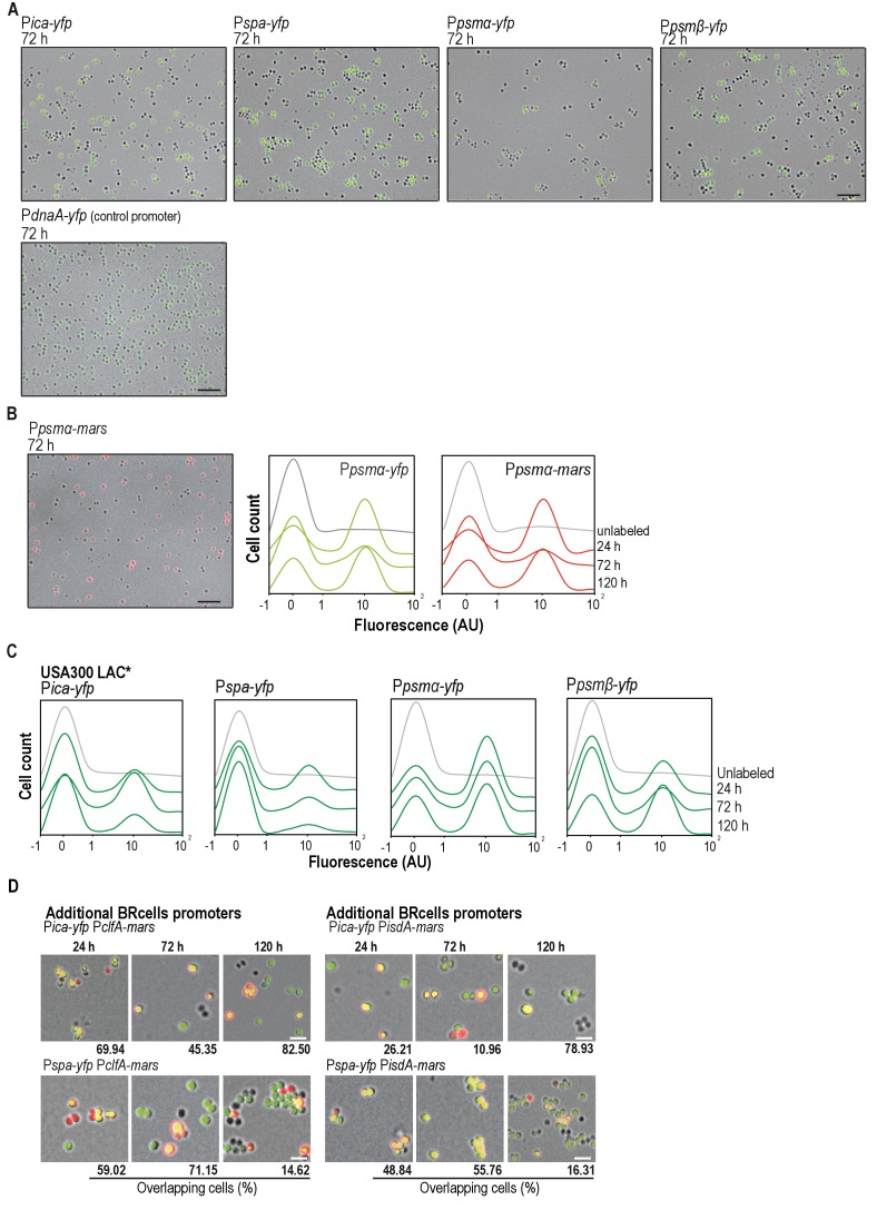 Figure 1—figure supplement 1.