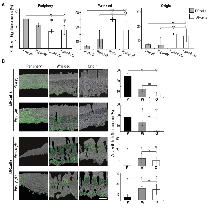 Figure 5—figure supplement 2.