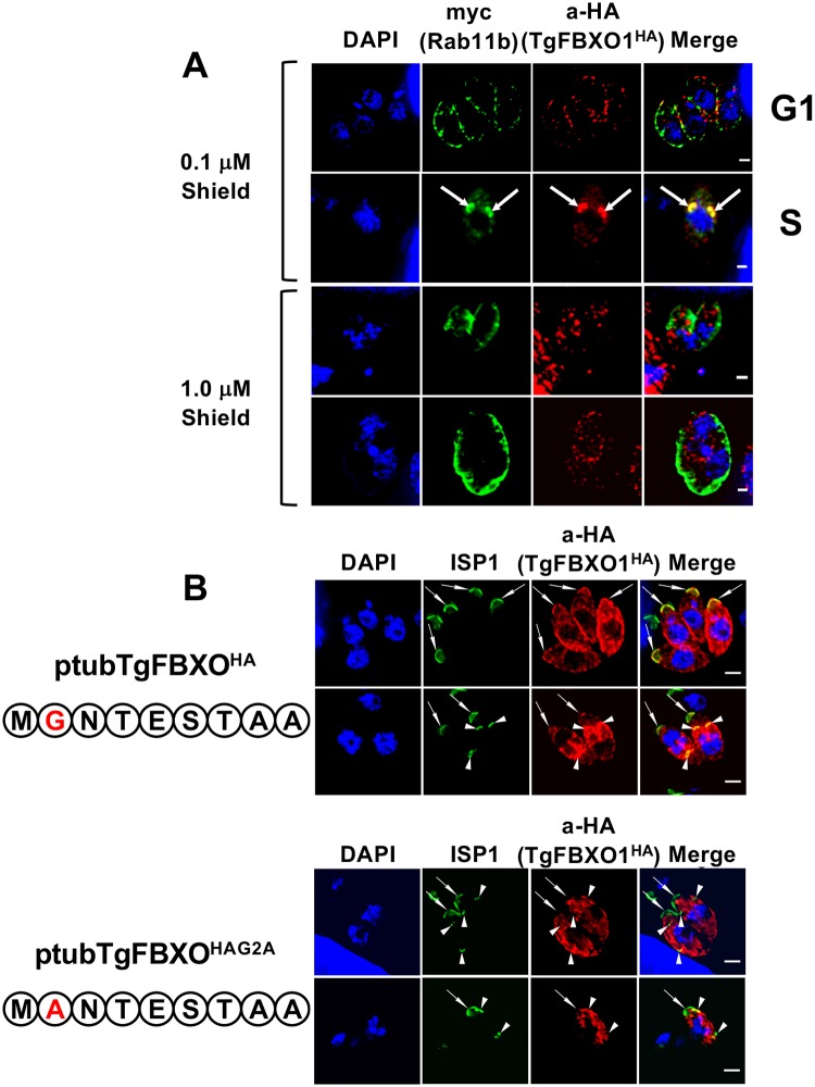 Fig 6