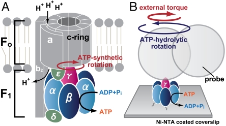 Fig. 1.