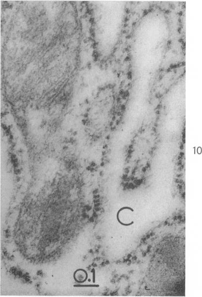 Fig. 10