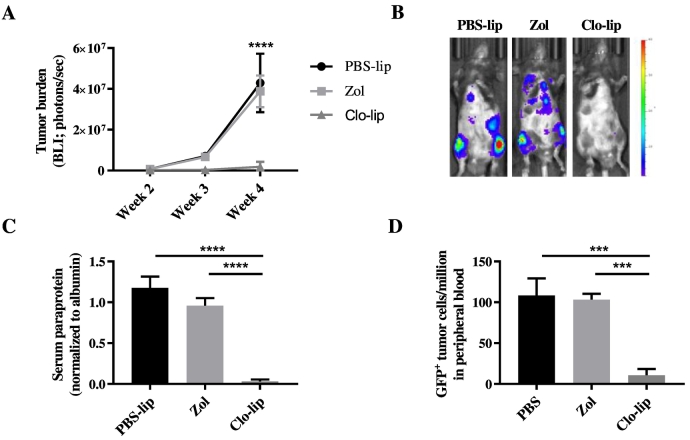 Clodronate-Liposome Mediated Macrophage Depletion Abrogates Multiple ...