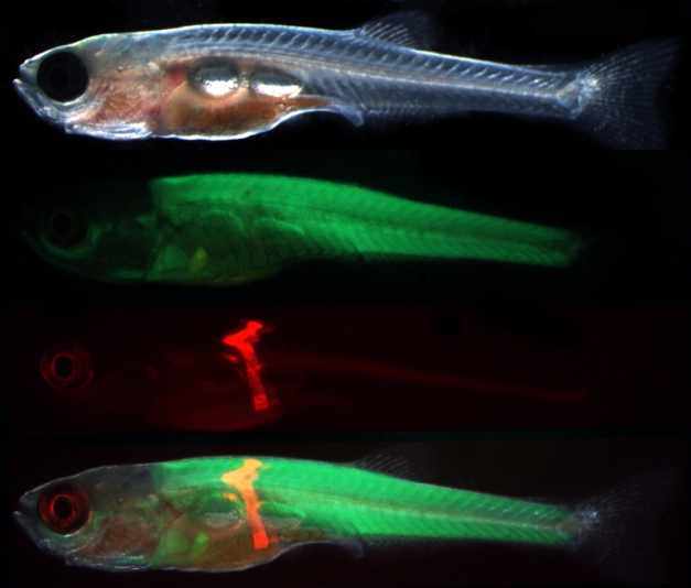 Somite transplantation in D. rerio. The donor somite from a transgenic fish with red fluorescent muscle is transplanted into a host that has green fluorescent muscle to reveal the myotomal origins of the pelvic fin musculature.