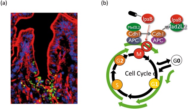 Fig. 9