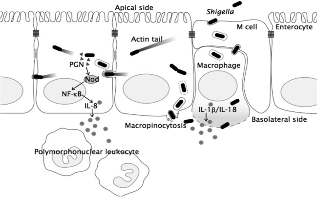 Fig. 2