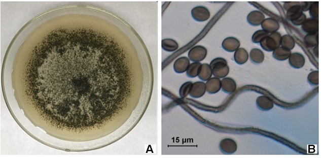 FIGURE 1