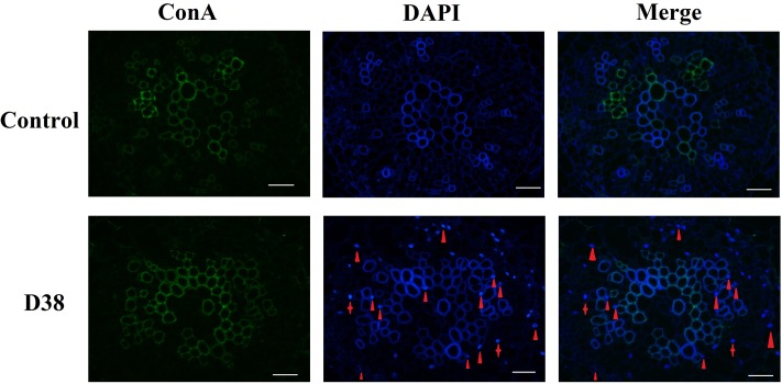 FIGURE 4