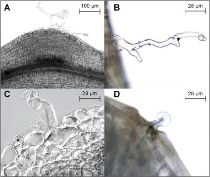 Figure 9.