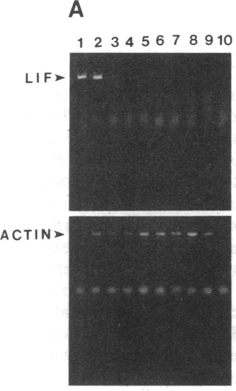 graphic file with name pnas01066-0409-a.jpg