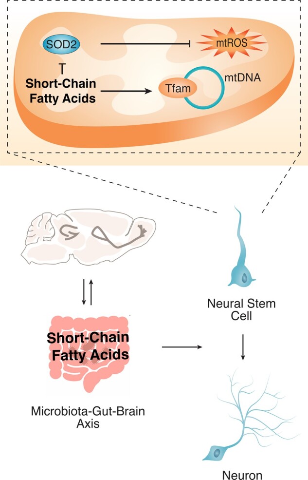 Graphical Abstract