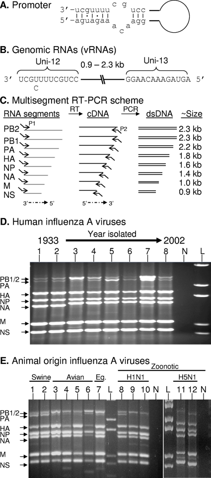 FIG. 1.