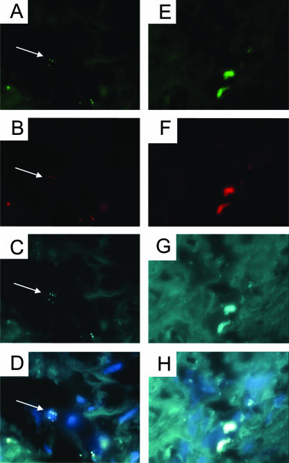 FIG. 2.