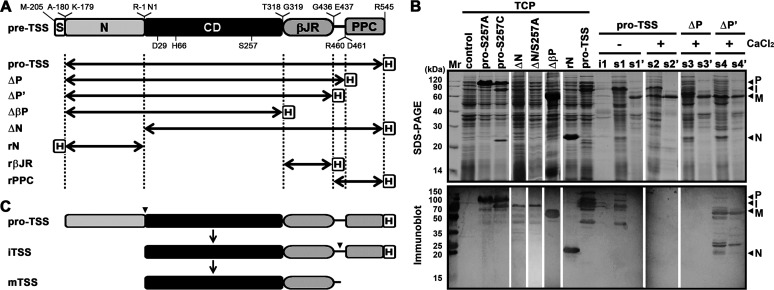 FIG 2