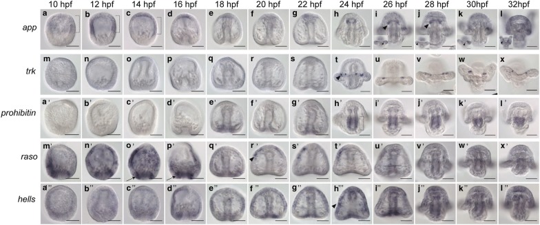 Fig. 5