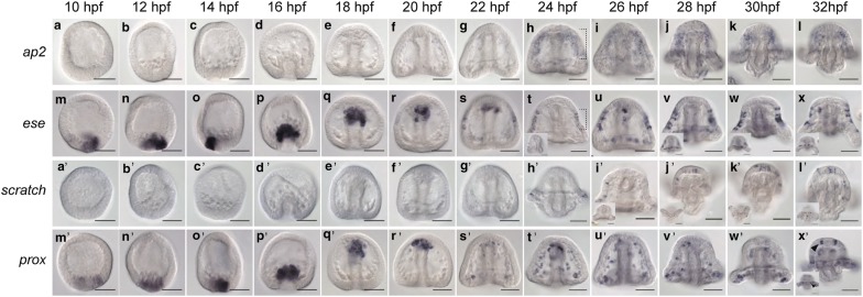 Fig. 2