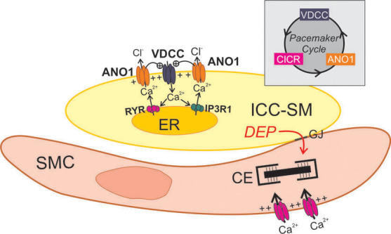 Figure 15—figure supplement 1.