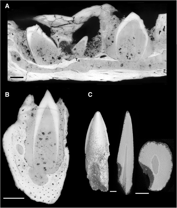 Fig. 8