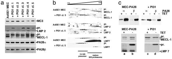 Fig 2.