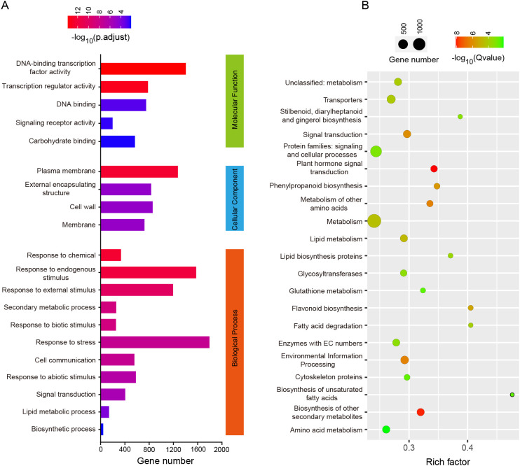 Bar and bubble charts compare gene categories. Chart A shows gene numbers across functions like DNA binding and stress response, with color indicating significance levels. Chart B displays gene enrichment in processes like metabolism and biosynthesis, with bubble size representing gene number and color showing Q-value.