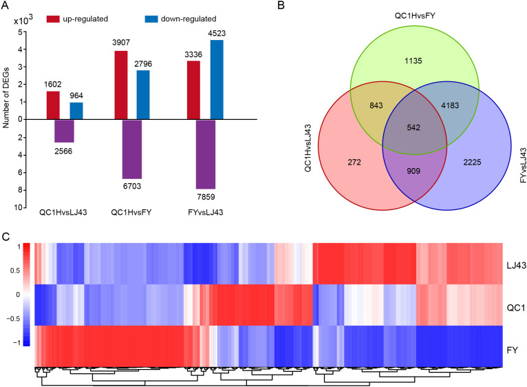 Bar chart (A) shows differential expression of genes across three comparisons: QC1 versus LJ43, QC1 versus FY, and FY versus LJ43, with red for up-regulated and blue for down-regulated genes. Venn diagram (B) depicts overlapping and unique gene counts: 542 overlap among all, 272 in QC1 versus LJ43, 1135 in QC1 versus FY, 2225 in FY versus LJ43, and other intersections. Heatmap (C) presents gene expression patterns across samples LJ43, QC1, and FY with a color scale from blue (low) to red (high) indicating expression levels.