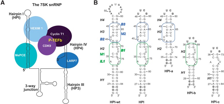 FIGURE 1.