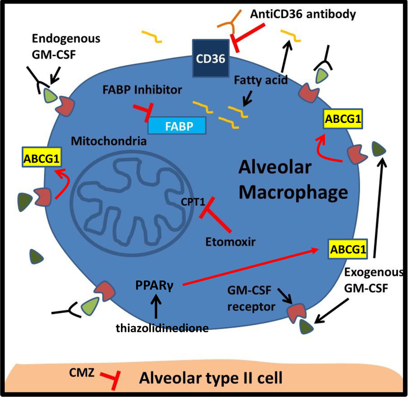 Figure 2: