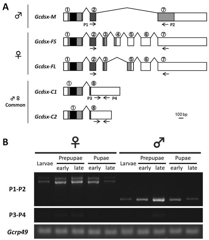 Figure 4