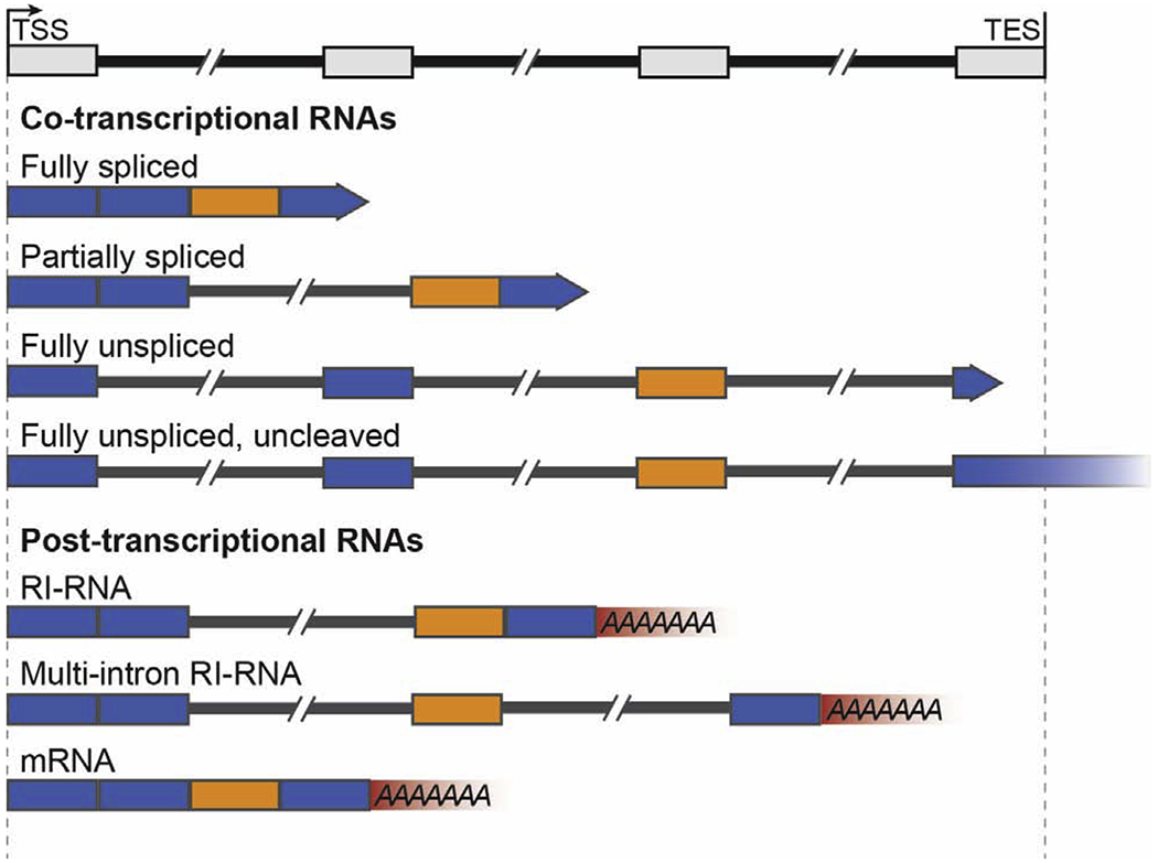 Figure 1: