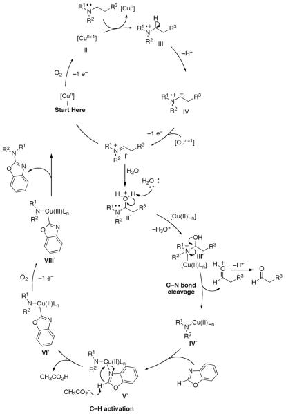 Scheme 584